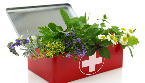 Fresh herbs in an herbal first aid kit