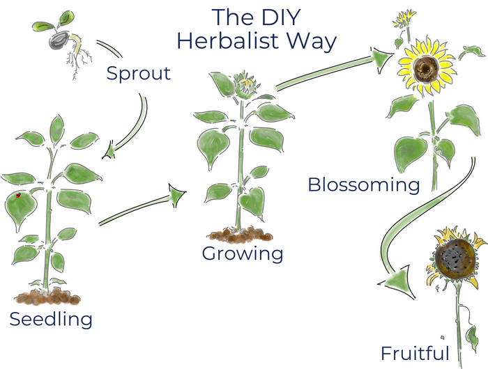 The DIY Herbalist way