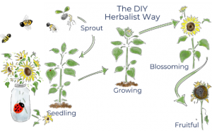 DIY Herbalist Path