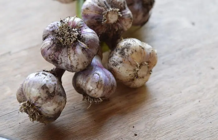 How to Braid Garlic and Onions so that the Harvest Lasts Longer