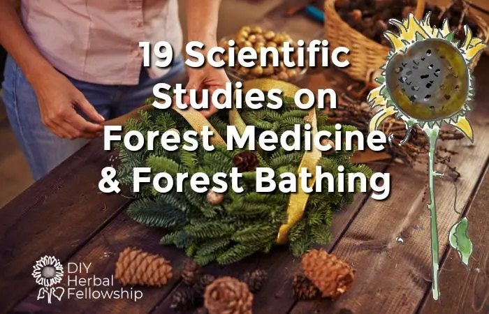 19 Scientific Studies on Forest Medicine and Forest Bathing