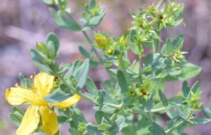 St. Johns Wort, Your Herbal Ally for Pain