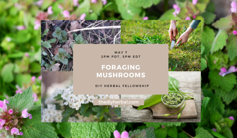 Foraging for Mushrooms in Spring